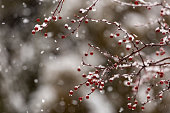 Winter Berries & Snow