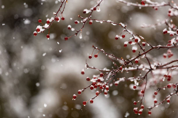 Winter Berries & Snow stock photo