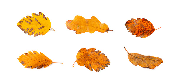 Autumn Leaf Set Isolated, Colored Autumn Tree Leaves, Red Orange Foliage, Fall Leaf Collection on White Background