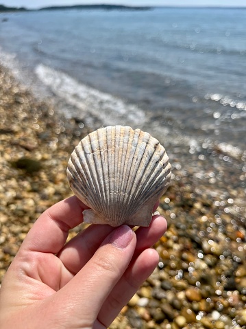 A woman holding a scallop shell at the beach.