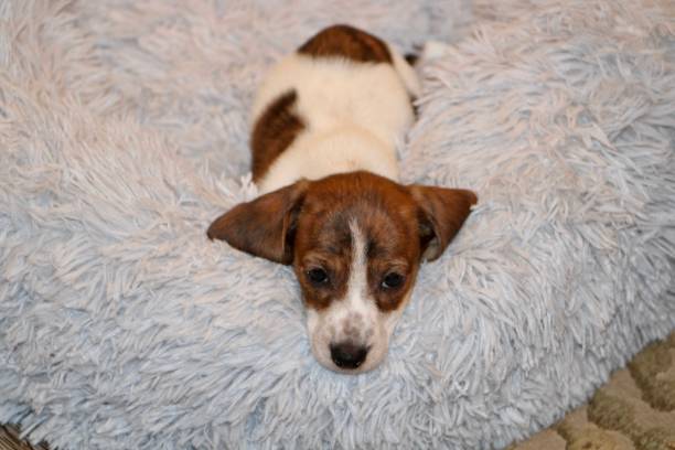 istock Doxie Puppy 1649069501