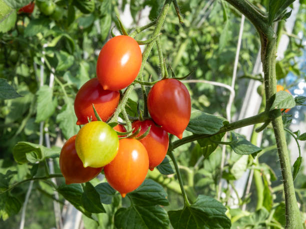 istock A sprig of ripening cherry tomatoes. 1649071364