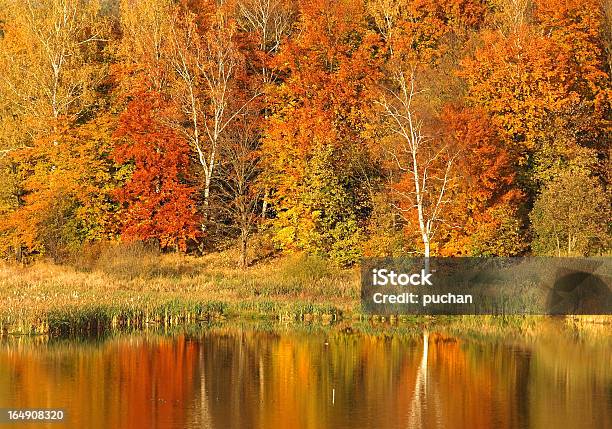 Foto de Paisagem De Outono e mais fotos de stock de Amarelo - Amarelo, Beleza natural - Natureza, Bosque - Floresta