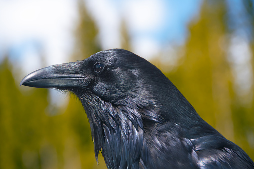 Profile of a Raven.