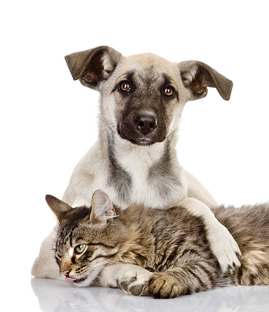 istock A dog hugging a cat on a white background 164909173