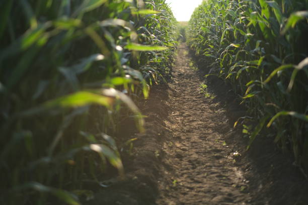 istock Corn field in the evening and light shines sunset. 1649102179
