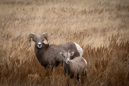 Big horn ram in Yellowstone in Montana northwestern USA