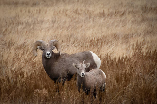 Two Bighorn Sheep, Theodore Roosevelt National Park - fotografia de stock