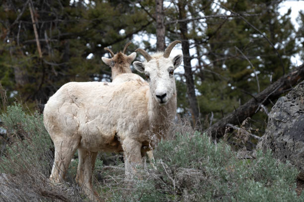 Dwie owce Bighorn – zdjęcie