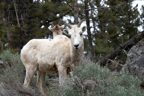 Two Bighorn sheep - fotografia de stock