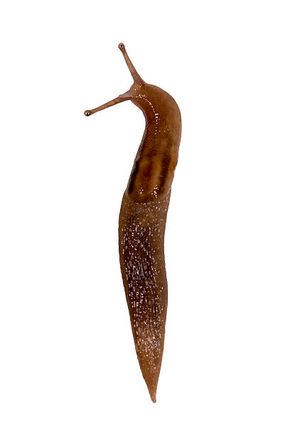 A single slug on a white background stock photo