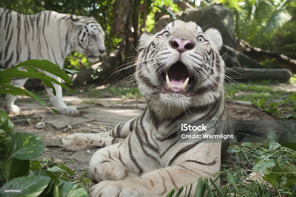 Blanc Tigre du Bengale - Photo de Art du portrait libre de droits