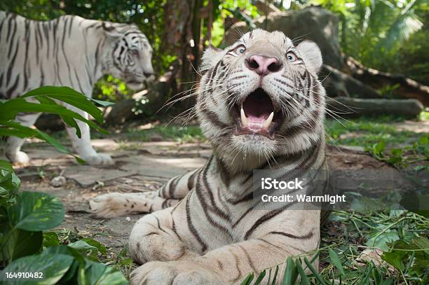 Photo libre de droit de Blanc Tigre Du Bengale banque d'images et plus d'images libres de droit de Art du portrait - Art du portrait, Asie, Beauté de la nature