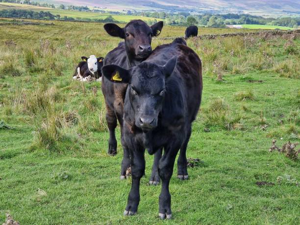 istock A Hertford and two Aberdeen Angus calves. 1649114015