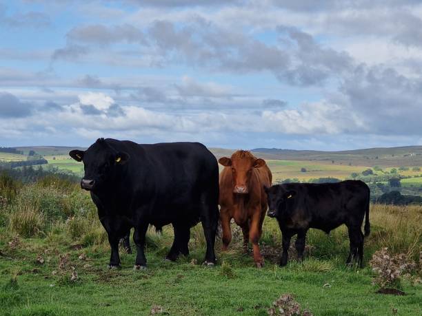 istock A family of cow. 1649114130