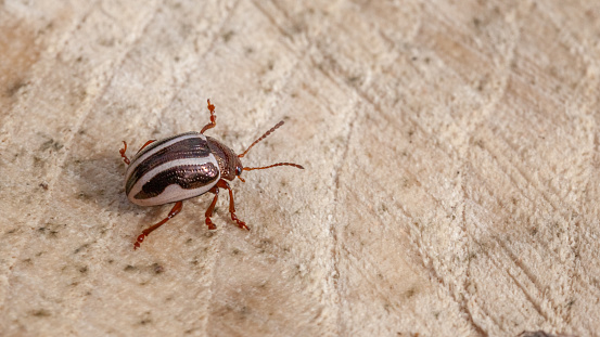 The Calligrapha Beetle feeds on wood.