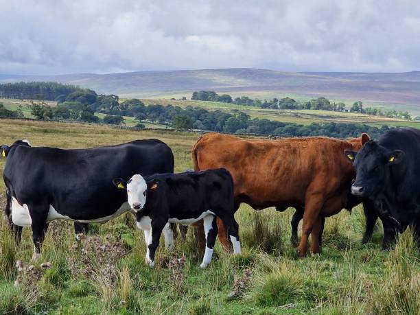 istock My pet calf with her family. 1649114664