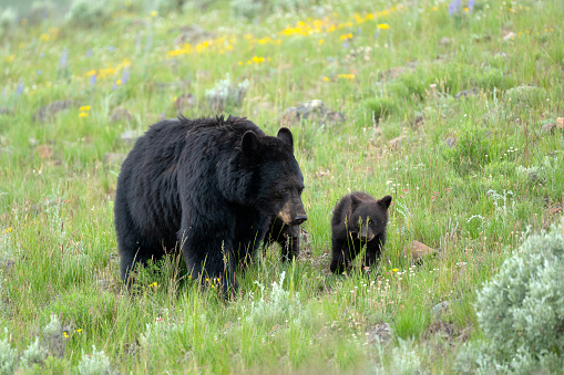 A female black bear with her cub walking on a hillside in Yellowstone National Park.