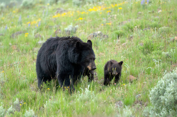 Mother and Cub Black Bear - fotografia de stock