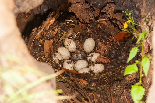 Duck eggs in nest in trunk of tree near Lake Lugano.