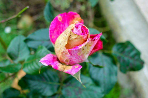 a pink rose in my garden with some old leaves