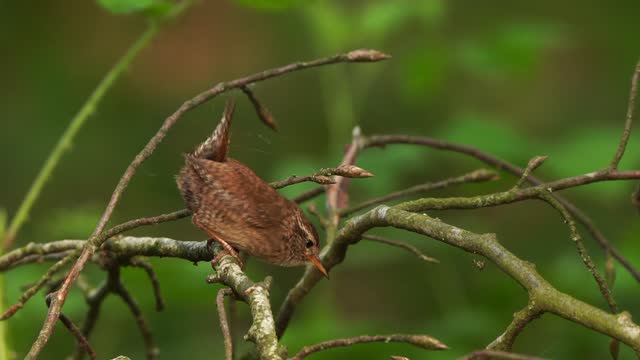 A Eurasian wren (Troglodytes troglodytes) or northern wren inspecting its environment on a branch in the forest