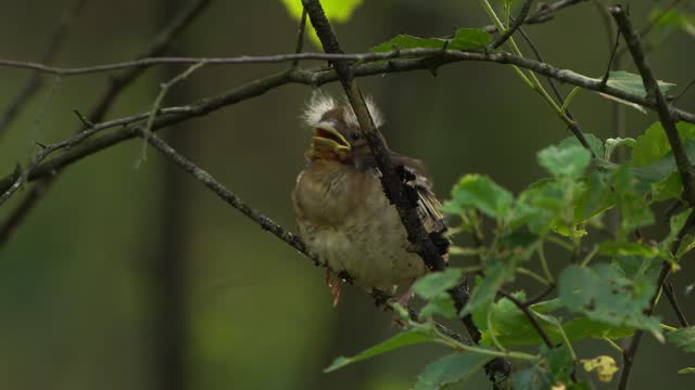 A juvenile hawfinch (Coccothraustes coccothraustes) begging for food from a branch