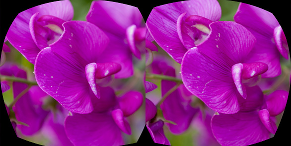 Circular purple flower with a natural green background up close in 3D