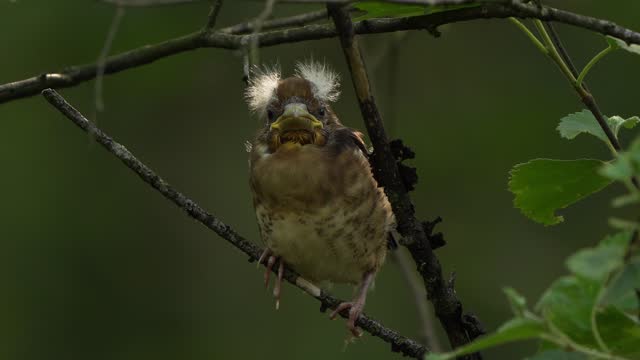 A juvenile hawfinch (Coccothraustes coccothraustes) inspecting its environment from a branch