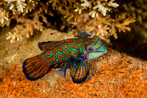 Mandarin fishes inhabit shallow protected lagoons and inshore reefs. They occur in the Western Pacific from Ryukyu Islands to Australia, usually in small groups spread over small area in a depth range from 1-18m, max. length 7cm. 
Mandarinfish do not have scales, but a mucus layer for protection. It is not only a stinky slime they produce, but they also secrete a toxin to protect them against predators. Their dramatic colouration, known as aposematism, is a warning: unpalatability and toxicity - both prey and predator get to live longer. 
The couples perform an extraordinary courtship dance at dusk. Females gather at the reef, judging if a male is worthy. A male who has successfully courted a lady attaches to her at the pelvic fin. Then the pair swim up from the reef towards the waters surface, releasing a cloud of sperm and around 200 eggs smaller than 1mm. 
This specimen is a male: The presence of an elongated spine at the front of the first dorsal fin of males is distinctive. Females will not have this spike and will have a rounded first dorsal fin instead. In this case, there was a female too, but she didn't make it into the photo.
Banda Neira Island, Indonesia, 
4°30'40.842 S 129°53'19.71 E at 1.5m depth