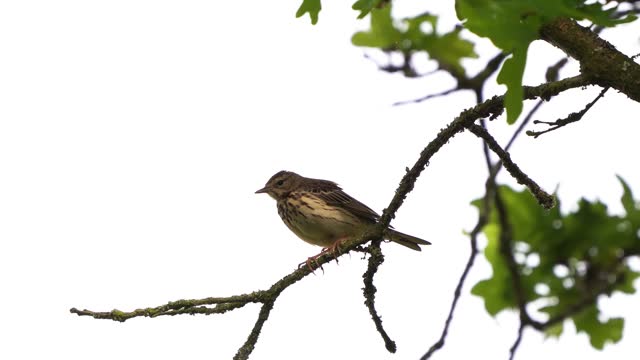 A male tree pipit (Anthus trivialis) singing and sitting on a branch