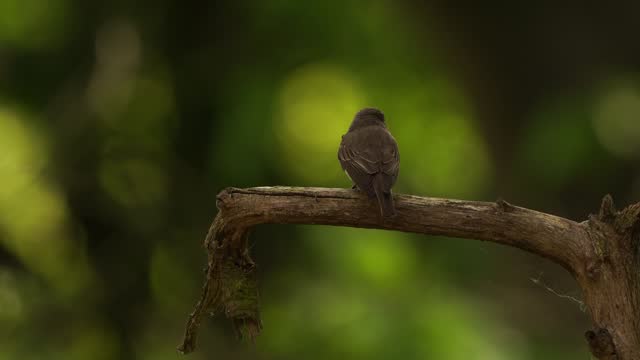 A spotted flycatcher (Muscicapa striata) sitting on a branch in spring
