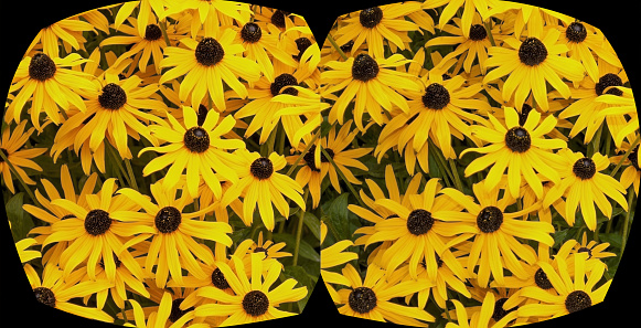 Yellow and black flowers up close in 3D.