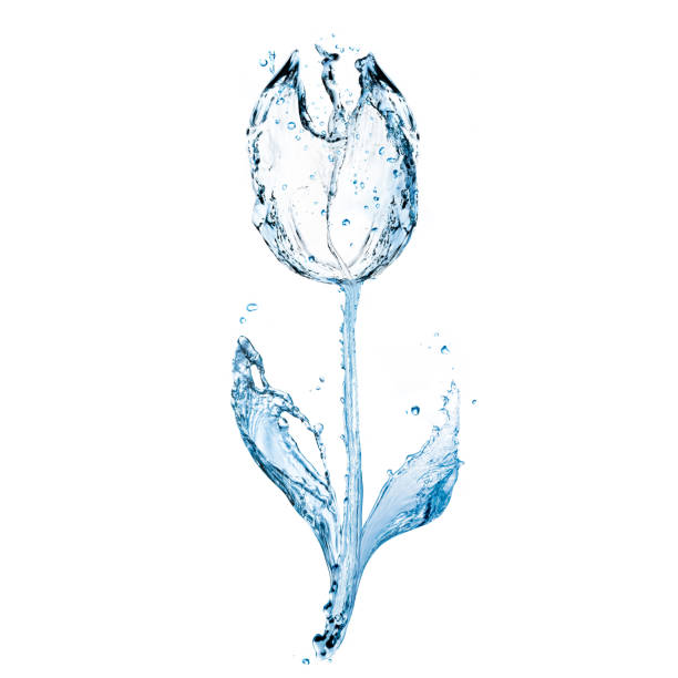 istock Beautiful aqueous tulip 1649150073