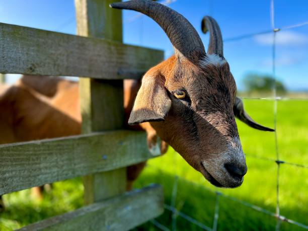 istock Close up of a goat 1649153716