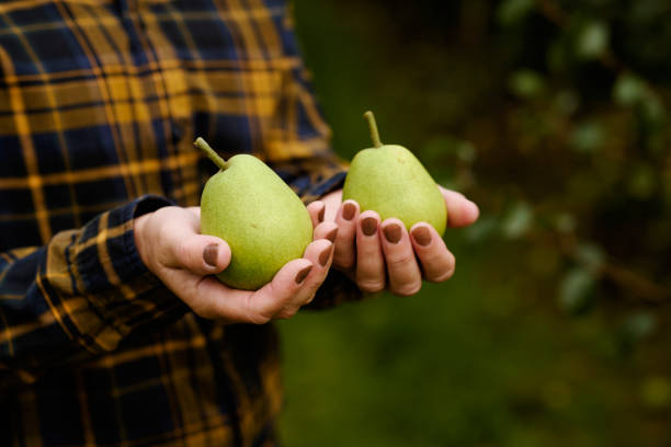 Ripe and sweet pears from an organic farm, natural and healthy food, fruits snacks