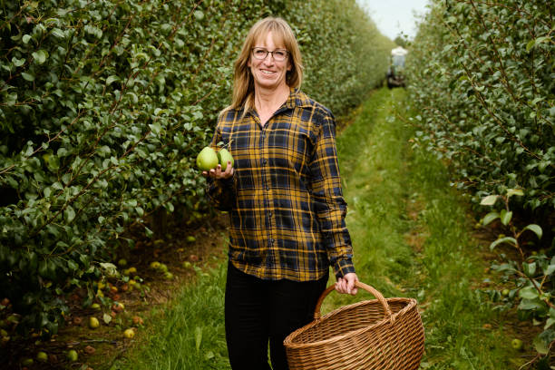 istock Harvesting pears into a wicker basket 1649168061