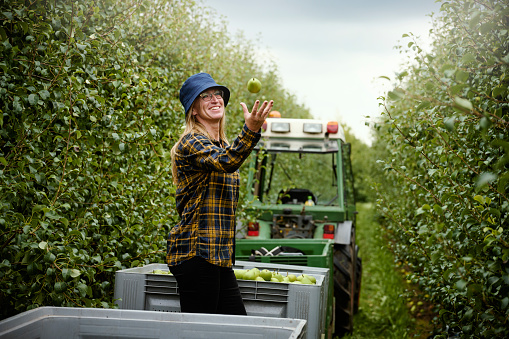 Picking pears in plantation. Mature adult woman checking the pears in a container