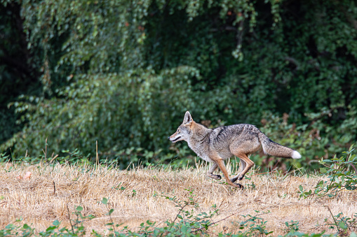Union Bay Natural Area, Seattle, Washington, USA. An urban coyote running in Seattle.