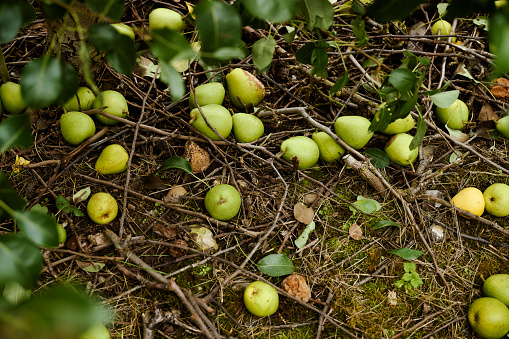 Picking pears in plantation avoiding the bad ones
