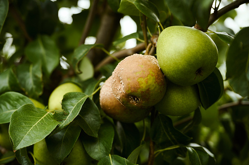 Picking pears in plantation avoiding the bad ones