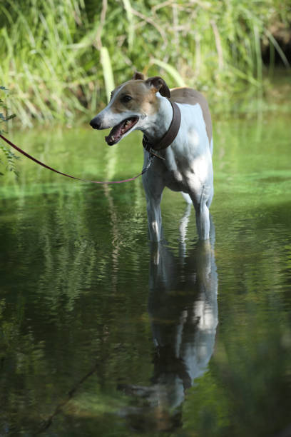 Greyhound breed. Dog in the water outdoor