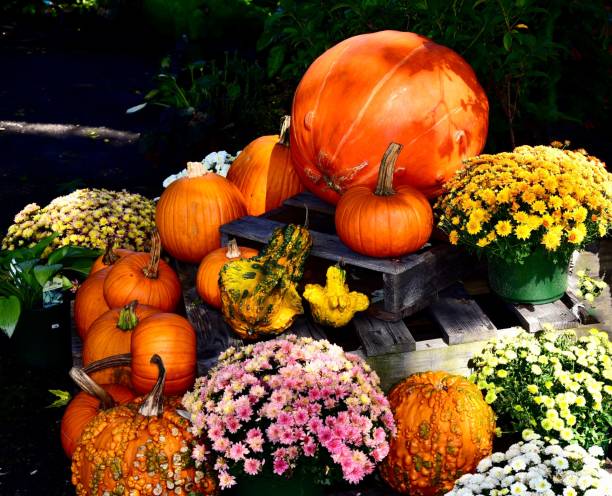 istock many different flowers and fruit are on display with one pumpkin 1649191921