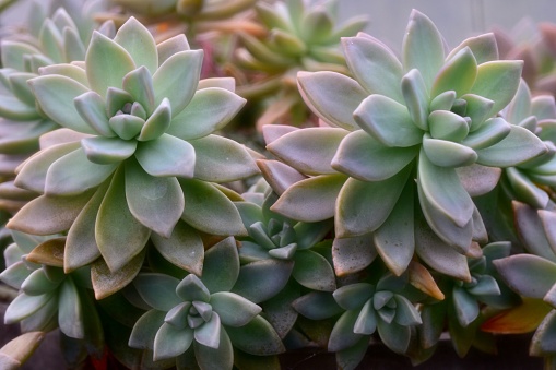 An image of vibrant green Ghost Plants, Stonecrop potted in a white ceramic planter