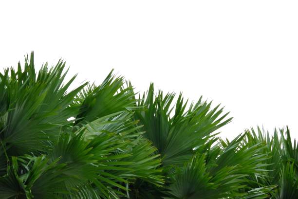 istock Tropical palm leaves on white isolated background with copy space for background backdrop 1649195630