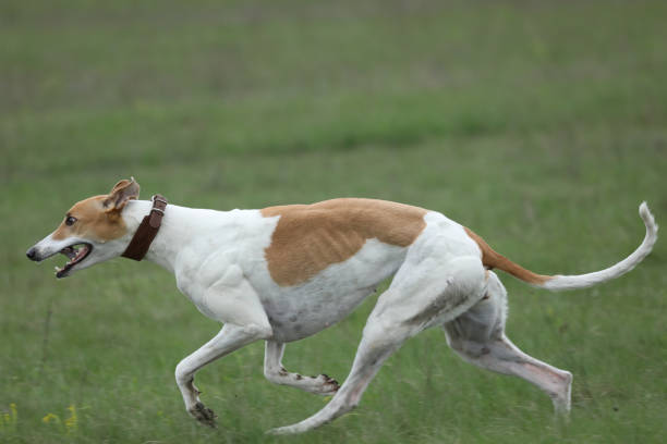 istock Running greyhound dog in the fields 1649198181