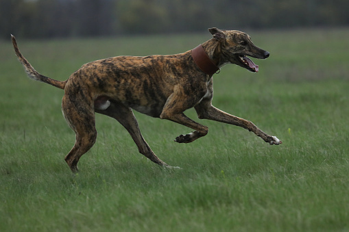 Running greyhound dog. Coursing competition in the fields outdoor