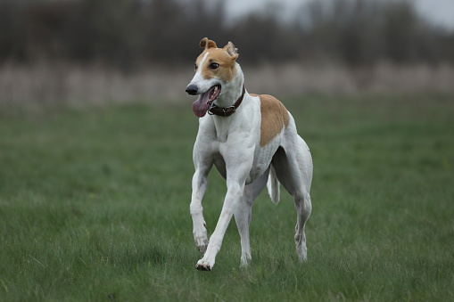 Running greyhound dog. Coursing competition in the fields outdoor