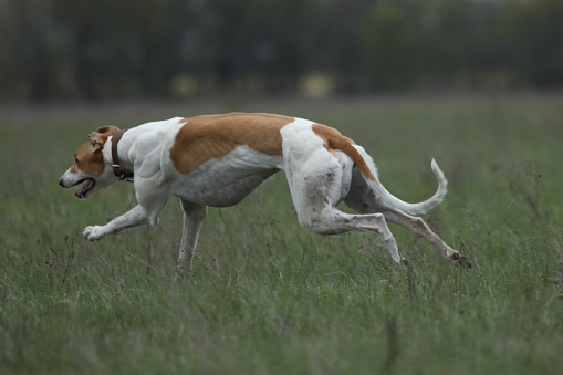 Running greyhound dog. Coursing competition in the fields outdoor