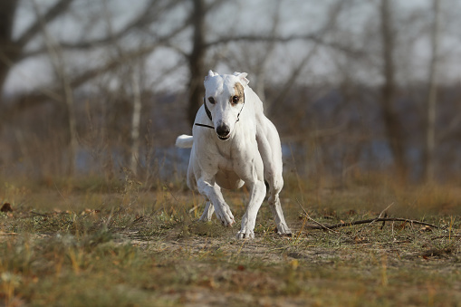 Running greyhound dog. Coursing competition in the fields outdoor